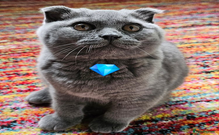 Scottish Fold cats - Advert 7