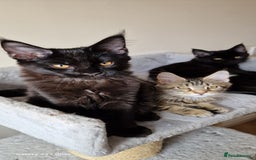Maine Coon cats for sale: Pure Maine coon - Image 8