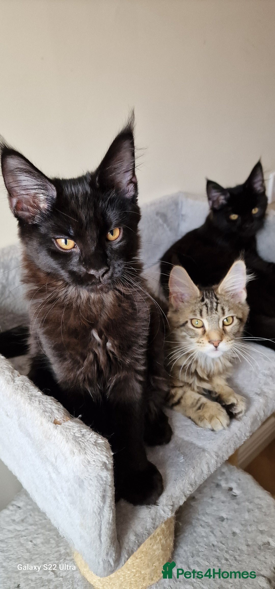 Maine Coon cats for sale: Pure Maine coon - Image 8