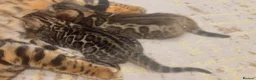 Bengal cats for sale: Stunning Bengal Kittens – TICA Reg – high Quality  - Advert 23
