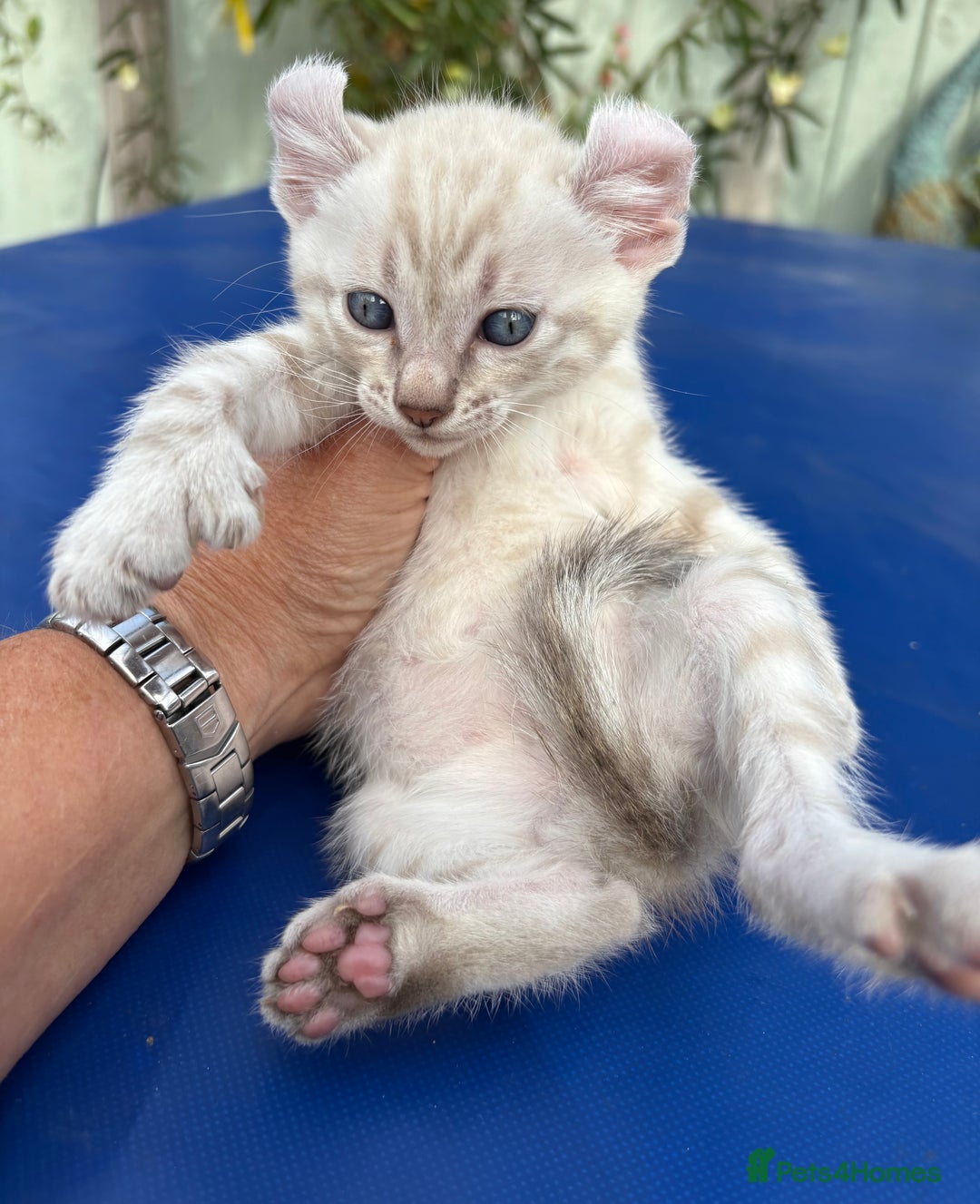 Keetso cats for sale: Gob smacking curled eared polydactyl male  - Image 11