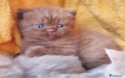 British Shorthair cats for stud: Chocolate carrier proven british shorthair stud - Image 3