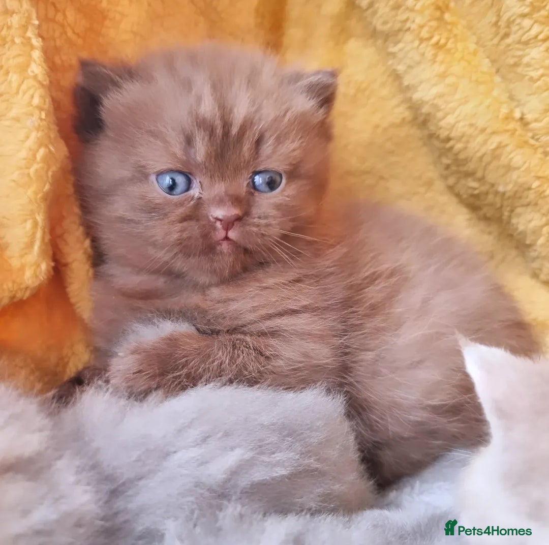 British Shorthair cats for stud: Chocolate carrier proven british shorthair stud - Image 3