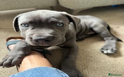 Cane Corso dogs for sale: Came Corao Pup - Image 2