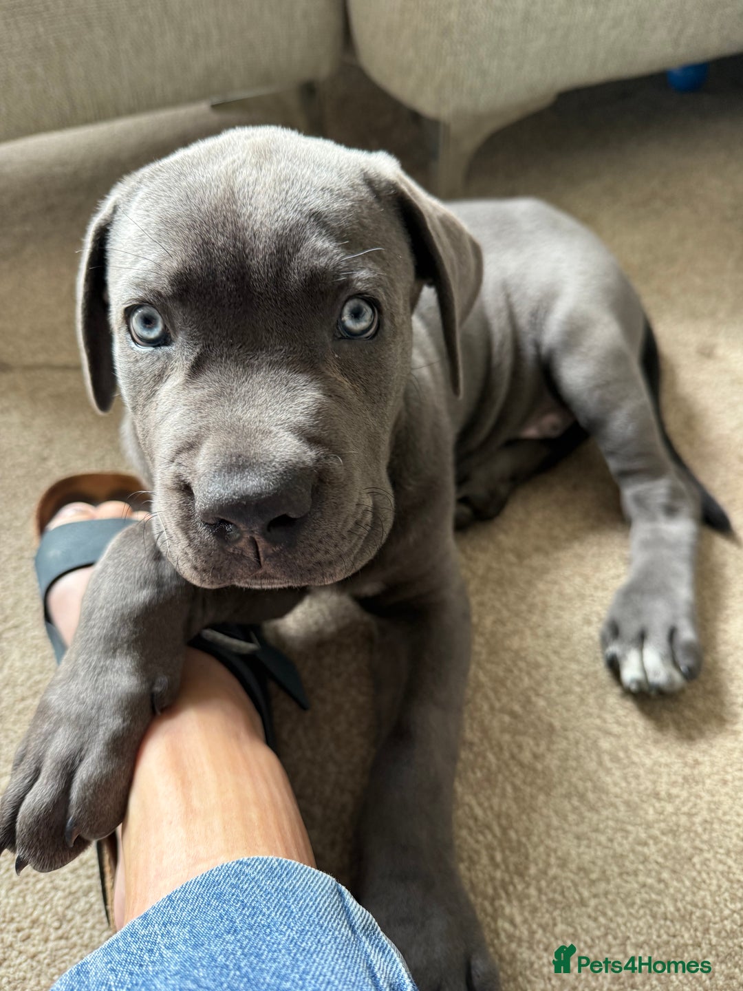 Cane Corso dogs for sale: Came Corao Pup - Image 2