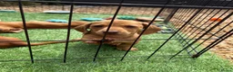 Miniature Dachshund dogs for sale: Beautiful mini dachshund pups ready for new homes  - Advert 14