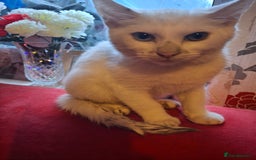 American Shorthair cats for sale: Cats for sale Maycoon Cross Bread - Image 6