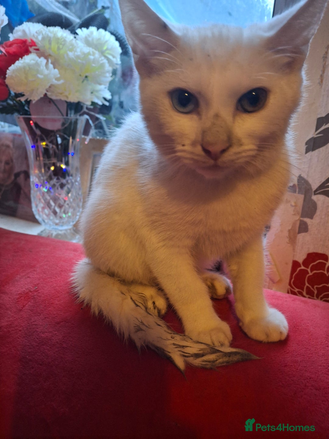 American Shorthair cats for sale: Cats for sale Maycoon Cross Bread - Image 6