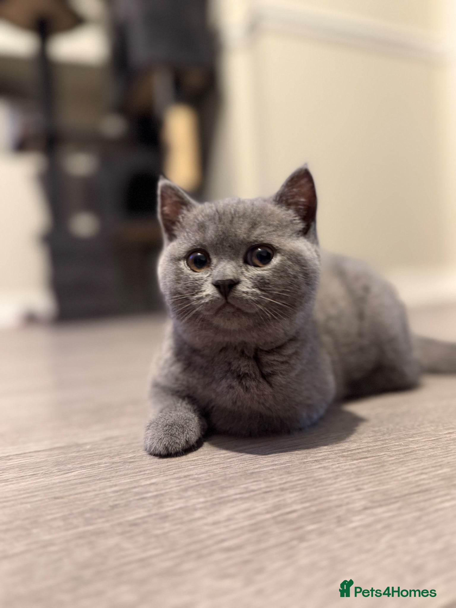 British Shorthair cats **LAST GIRL** British shorthair kitten - Advert 10