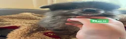 Pomeranian dogs for sale:  3 gorgeous pomeranian puppies available  - Advert 27
