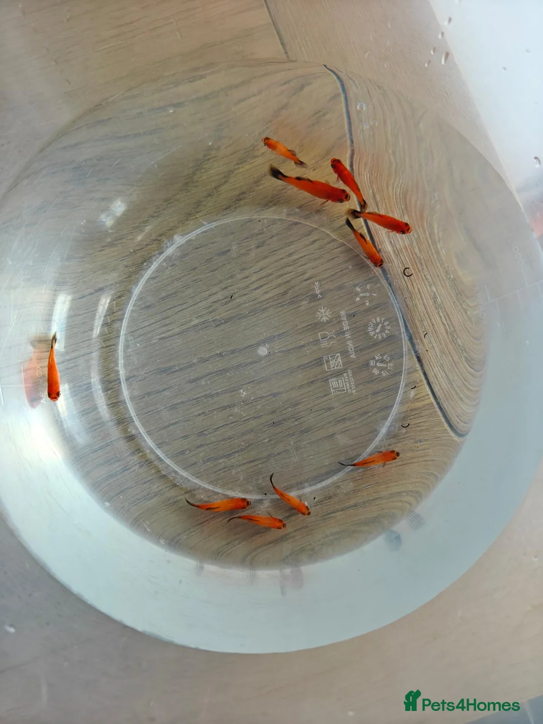 Platies fish for sale: 20+ Sunset Platyfish in Stockton-on-Tees - Advert 1
