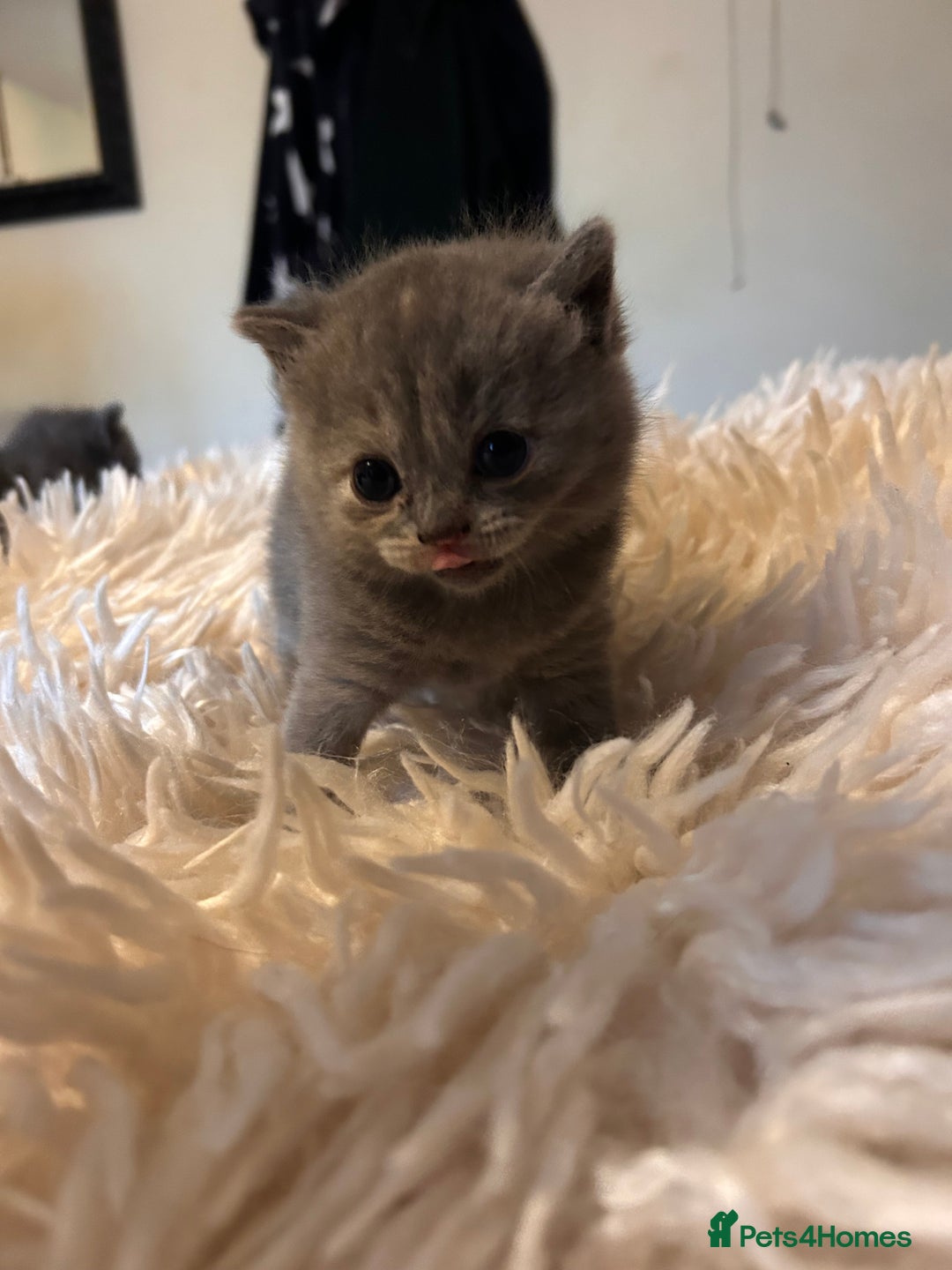 British Shorthair cats for sale: Pedigree British shorthair kittens - Image 22
