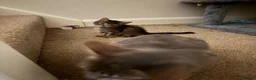 Mixed Breed cats for sale: Adorable friendly girl - Advert 5