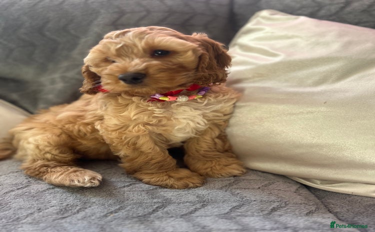 Cockapoo dogs - Advert 7