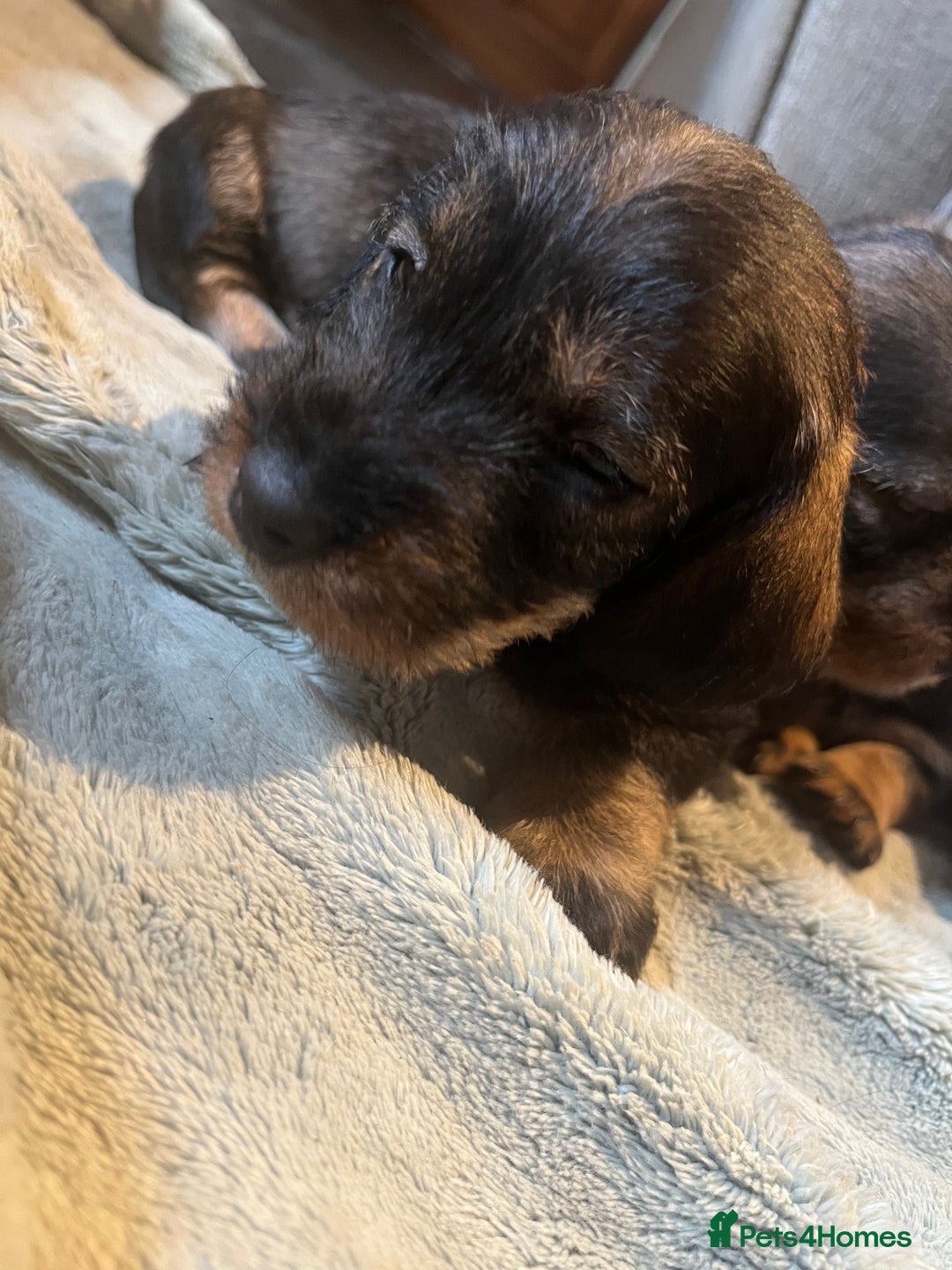 Dachshund dogs for sale: Kc Standard Wire Haired Dachshund Puppies - Image 20