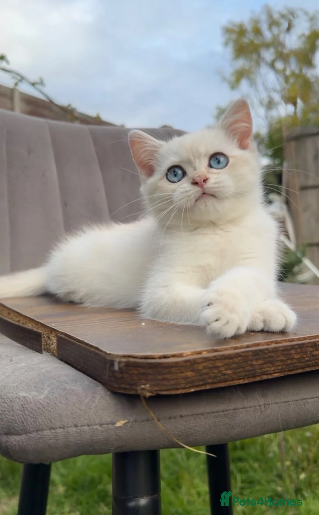 British Shorthair cats for sale: British Shorthair - Advert 38