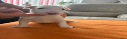 English Bull Terrier dogs for sale: beautiful KC registered bull terrier pups - Advert 6