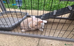 Mini Lop rabbits for sale: Baby minilop rabbit 9 weeks - Image 2
