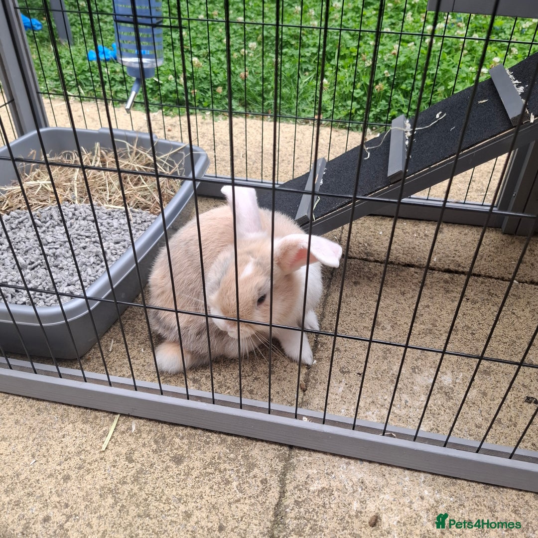 Mini Lop rabbits for sale: Baby minilop rabbit 9 weeks - Image 2