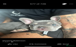 French Bulldog dogs for sale: Terrance the frenchie  - Image 1