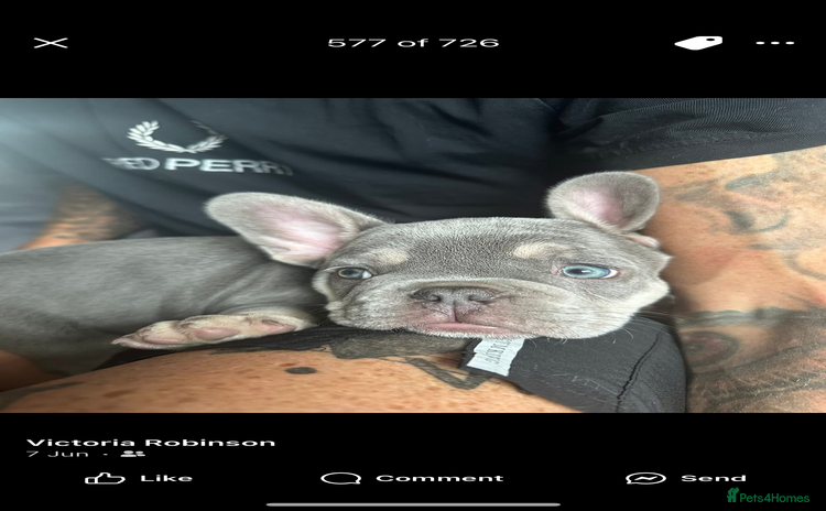 French Bulldog dogs - Advert 2