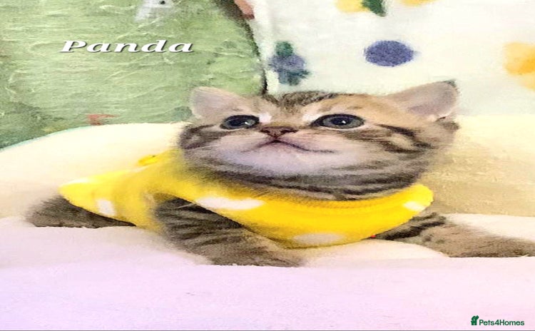 British Shorthair cats - Advert 12