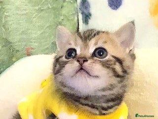 British Shorthair cats - Advert 1