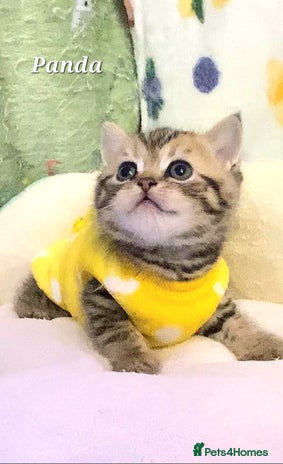 British Shorthair cats - Advert 8