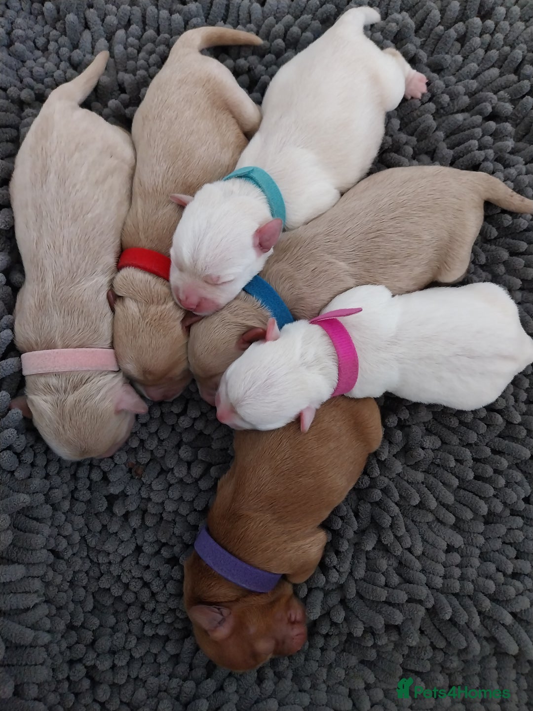 Mixed Breed dogs for sale: Westiepoo  - Image 6