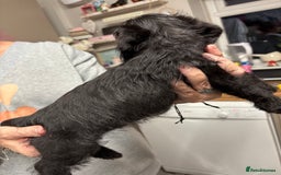 Doxiepoo dogs for sale: doxipoo puppies READY NOW - Image 8