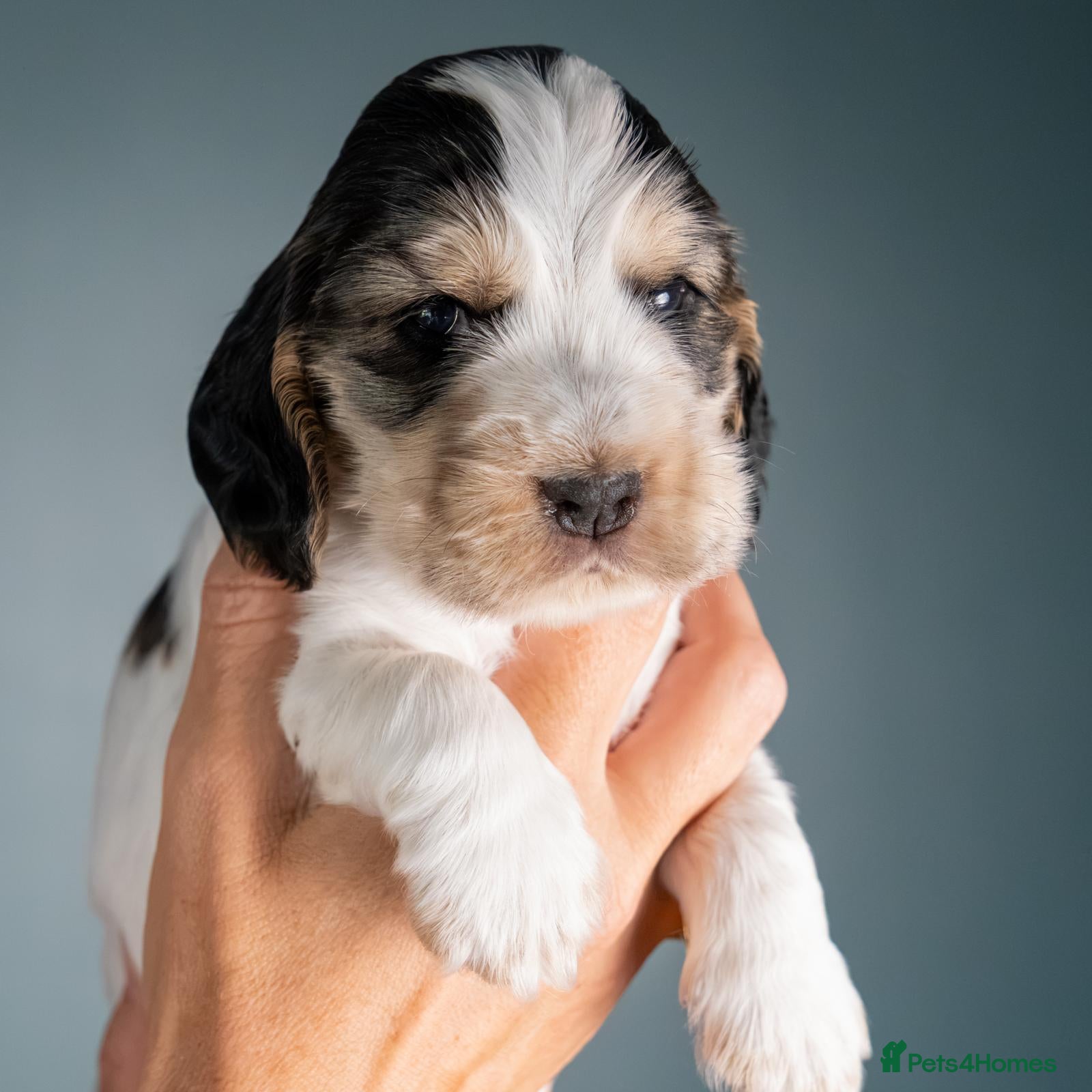 Cocker Spaniel dogs Cocker Spaniel puppies - ready 9/9/26 - Advert 2
