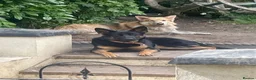 German Shepherd dogs for sale: I have 9 puppies for sale at an good price  in London - Advert 7