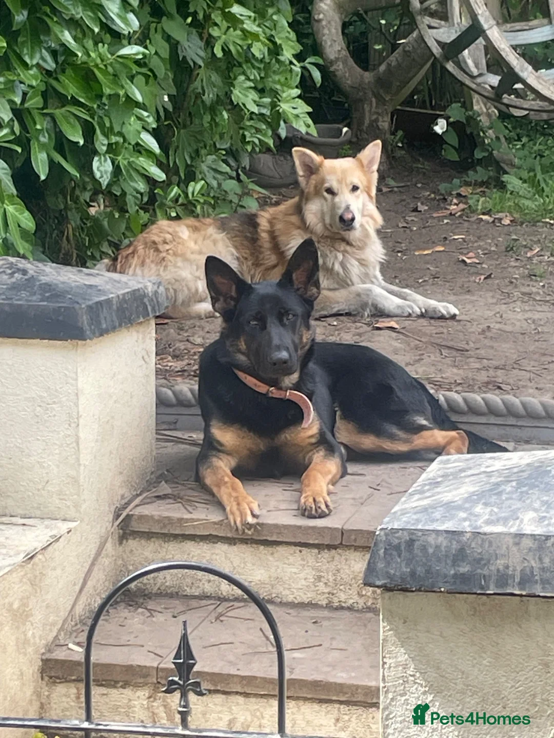 German Shepherd dogs for sale: I have 9 puppies for sale at an good price  in London - Advert 7