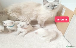 Ragdoll cats for sale: Pure ragdoll kitten for reservation now - Image 2