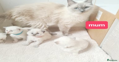Ragdoll cats - Advert 11