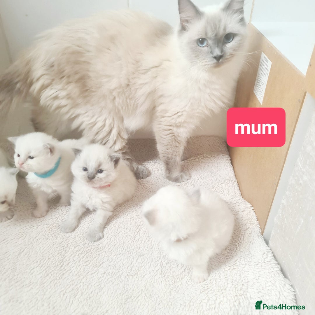Ragdoll cats for sale: Pure ragdoll kitten for reservation now - Image 2