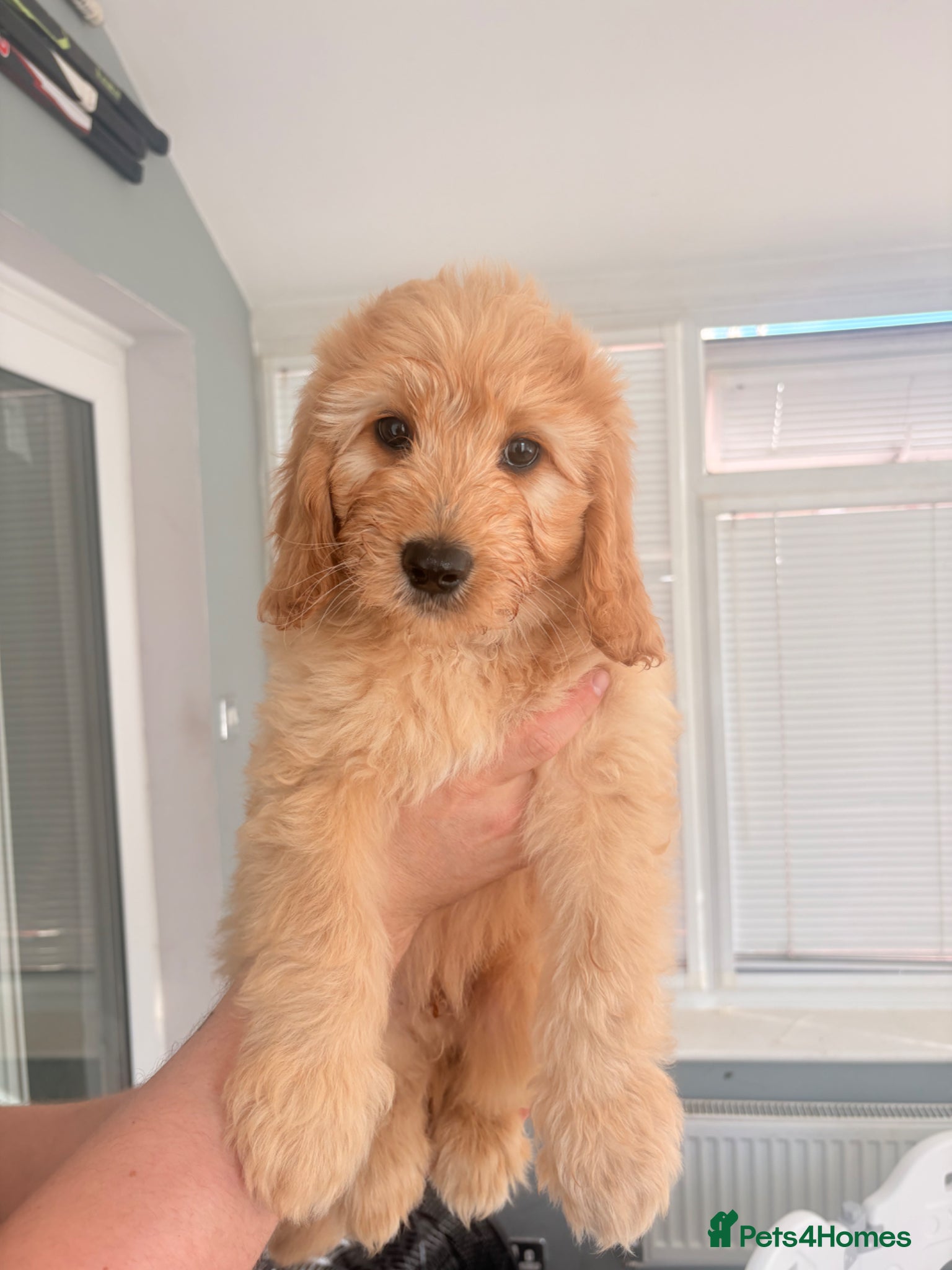 Mini Goldendoodle dogs READY TODAY Mini Goldendoodles Therapy dog mom - Advert 2