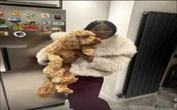 Cockapoo dogs for sale: Loving & Affectionate Dog for sale - Meet Teddy - Image 6