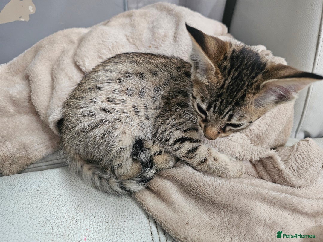 Savannah cats for sale: F4 Savannah Kittens 3x Brown Spotted 2x Melanistic - Image 8