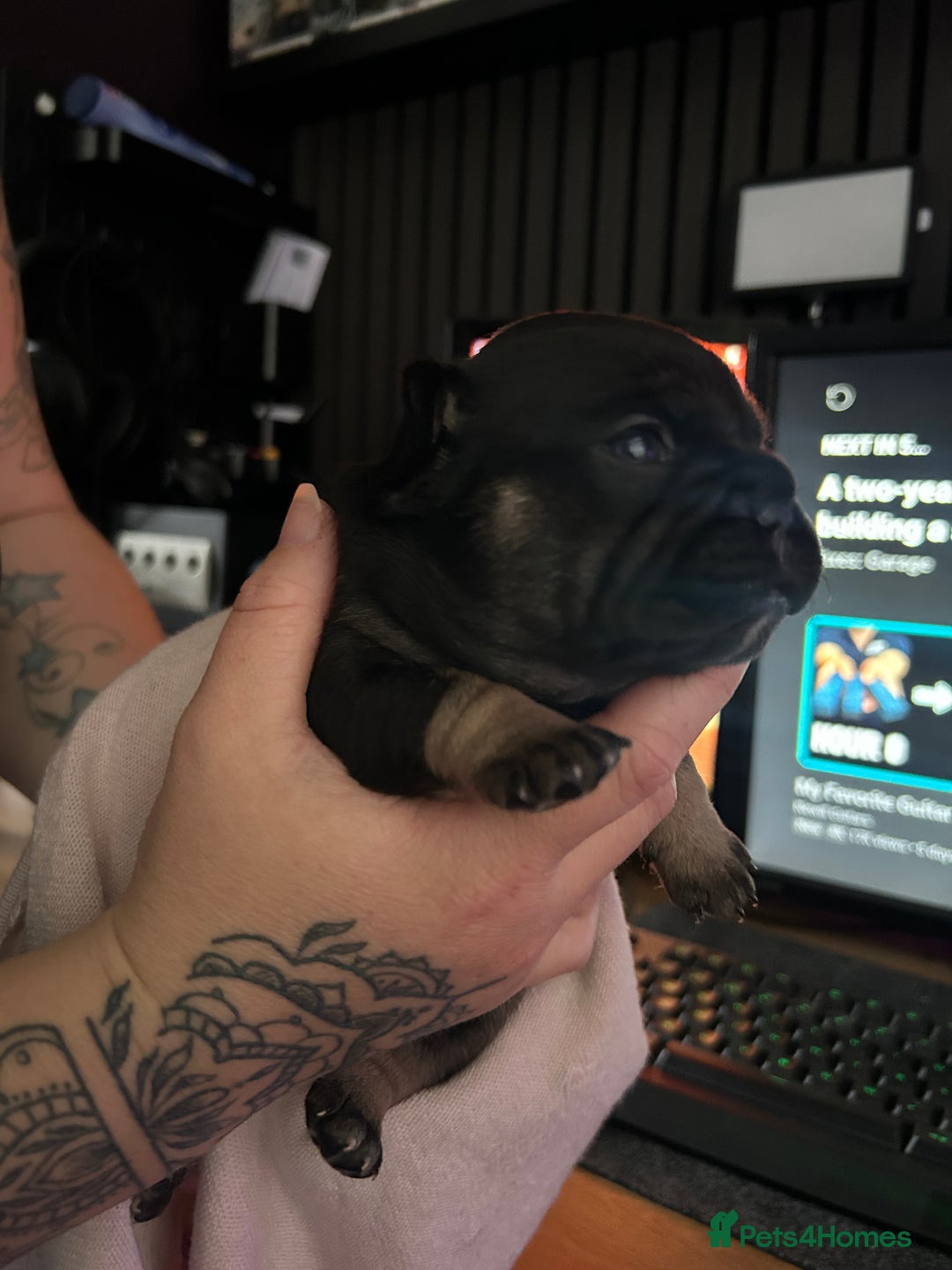 French Bulldog dogs for sale: French bulldog puppies  - Image 3