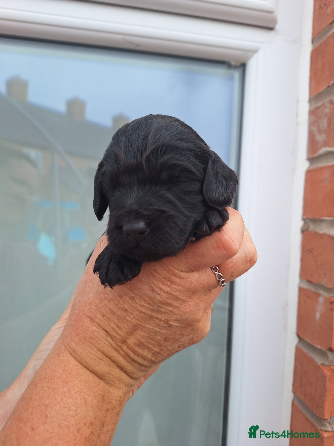 Sproodle dogs for sale: Sproodle Merle puppies  - Image 11