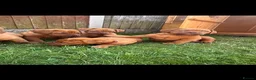 Dogue De Bordeaux dogs for sale: **world class puppy’s. READY NOW** - Advert 8