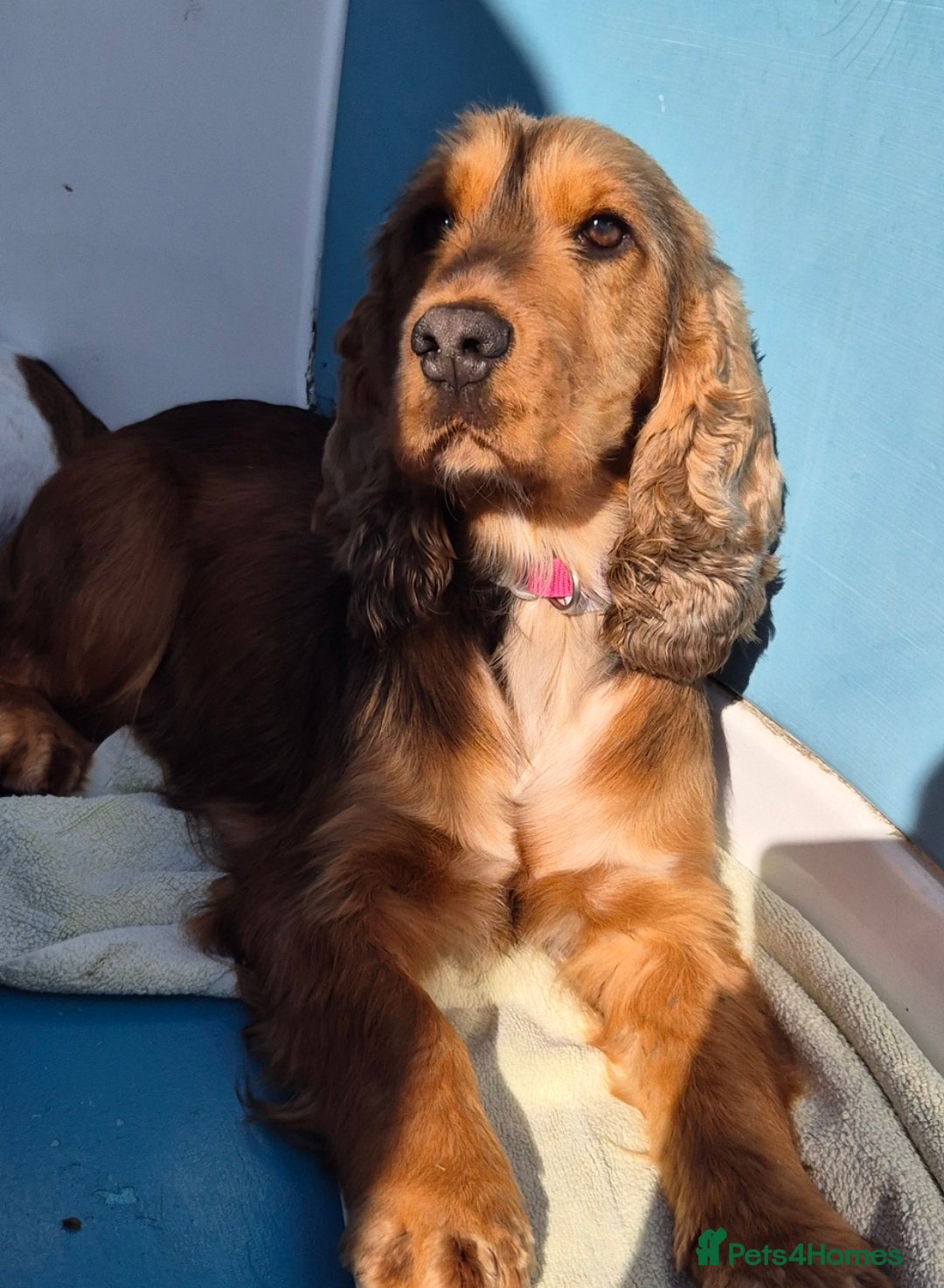Cocker Spaniel dogs A STUNNING LITTER OF SHOW COCKERS - Advert 2