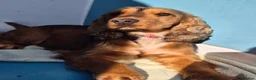 Cocker Spaniel dogs for sale: A STUNNING LITTER OF SHOW COCKERS - Advert 2