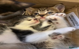 Mixed Breed cats for sale: Mixed breed kittens  - Image 11