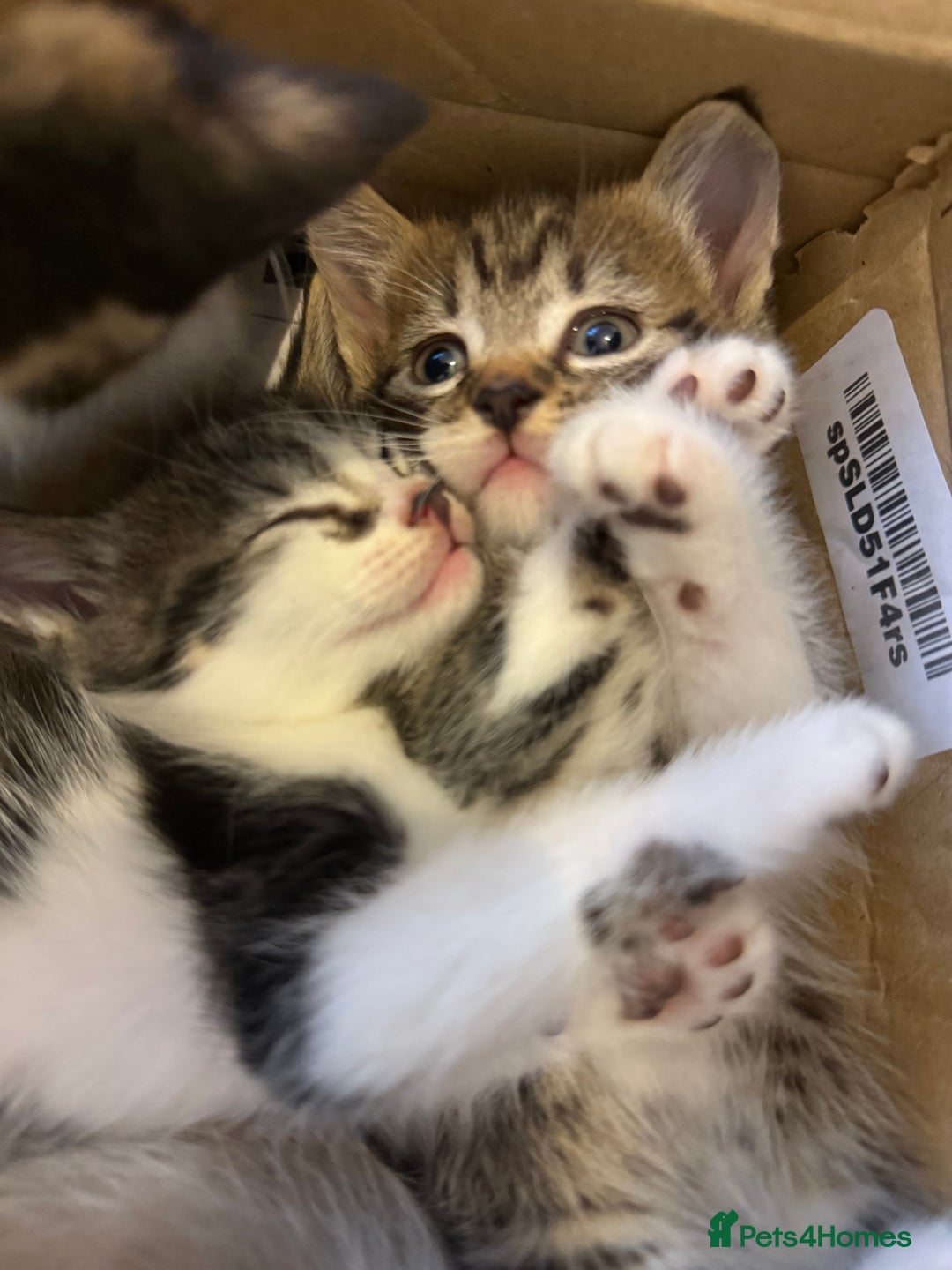 Mixed Breed cats for sale: Mixed breed kittens  - Image 11