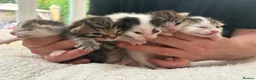 Mixed Breed cats for sale: Beautiful kittens - Advert 2