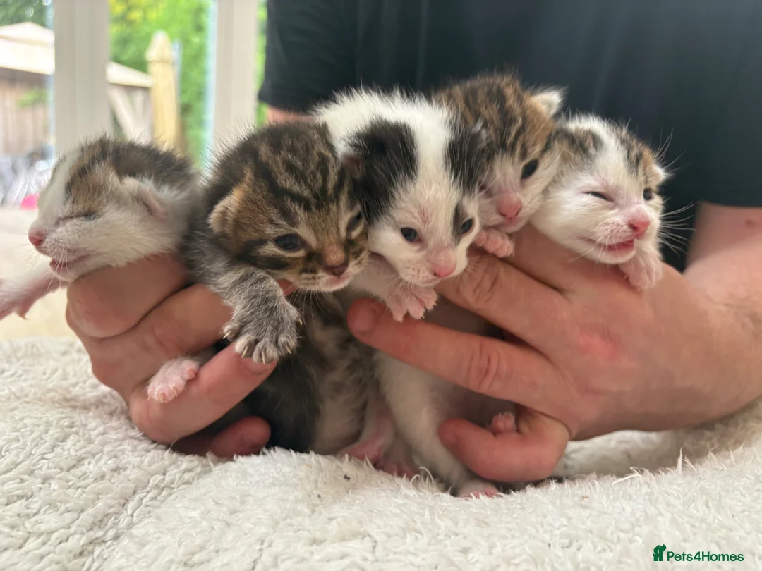 Mixed Breed cats for sale: Beautiful kittens - Advert 2