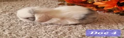 Mini Lop rabbits for sale: Pure bred mini lops.  in Shaftesbury - Advert 3