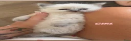 Ragdoll cats for sale: 4 beautiful ragdoll kittens  - Advert 5